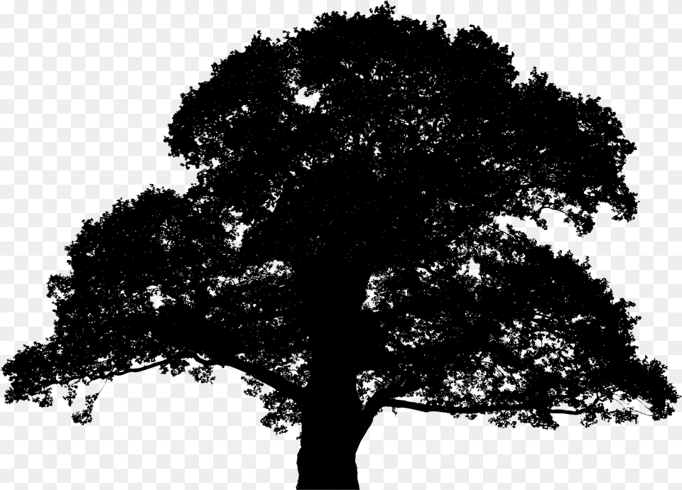 Oak Tree Silhouette, Gray Free Png Download