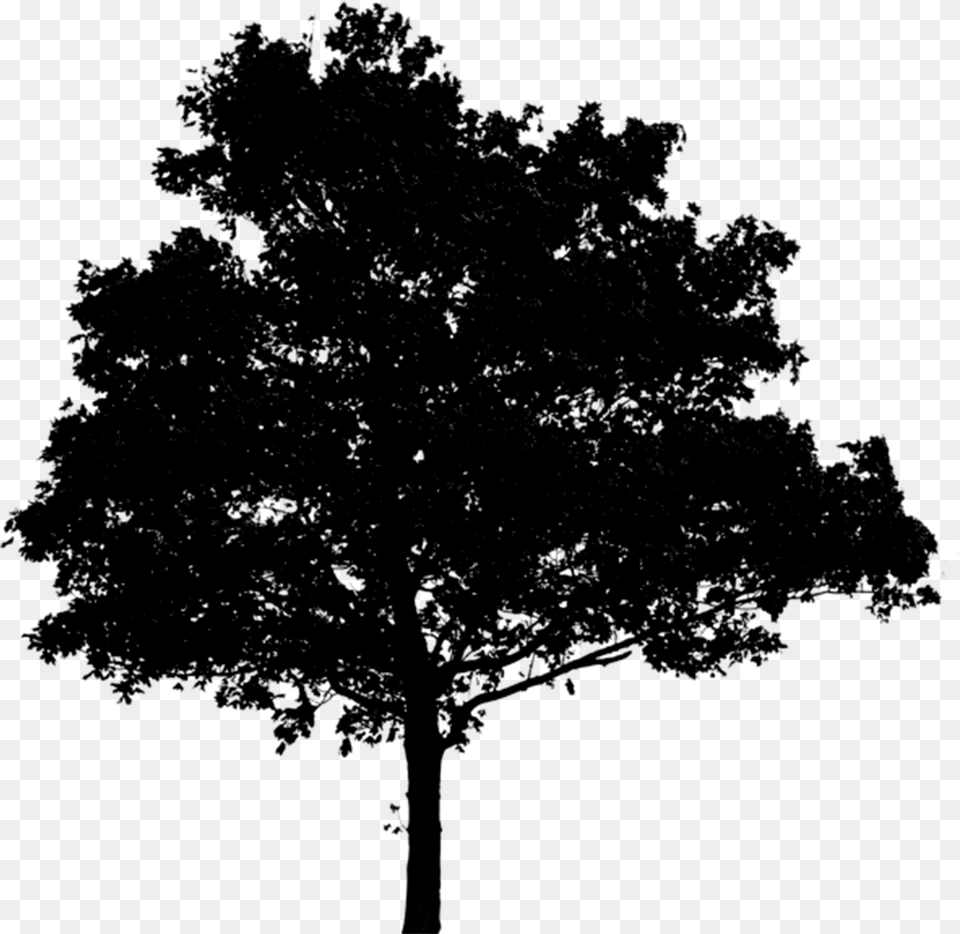 Oak Tree Silhouette Black Tree For Photoshop, Gray Free Png