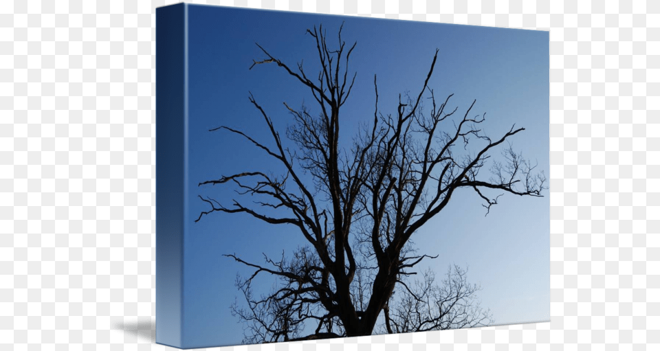 Oak Tree Silhouette Tree, Tree Trunk, Plant, Nature, Outdoors Free Transparent Png