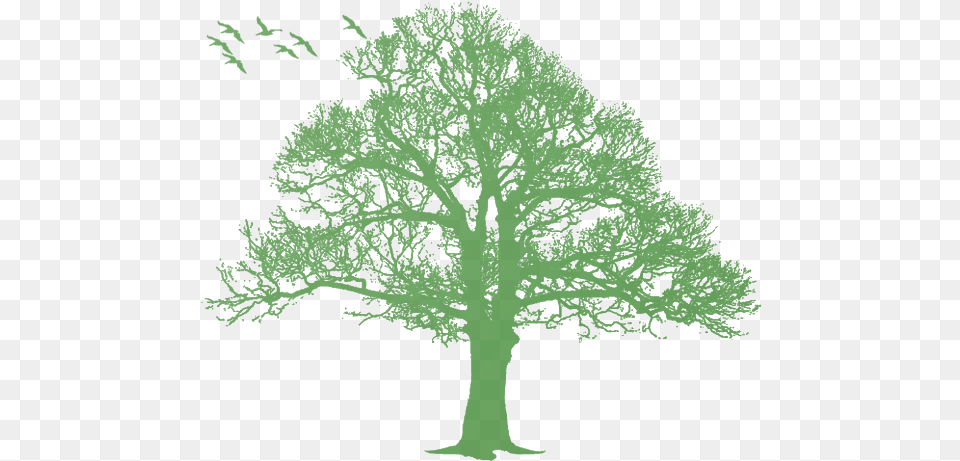 Oak Tree Silhouette Tree Transparent Green Tree Silhouette, Plant, Vegetation, Sycamore Free Png Download