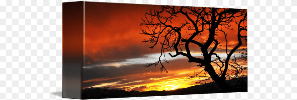 Oak Tree Silhouetted Sunset Ut Co By Ryan Houston Sunset, Sunrise, Sky, Silhouette, Plant Free Png Download