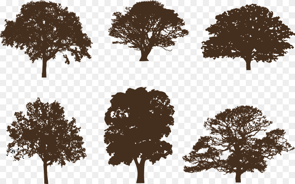 Oak Tree Silhouettes Vector Silhouette Tree In Brown, Plant, Sycamore, Tree Trunk Free Transparent Png