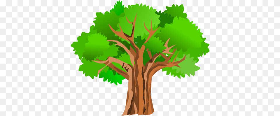 Oak Tree The Boyd And Nicholas Blog, Plant, Tree Trunk, Sycamore, Vegetation Png