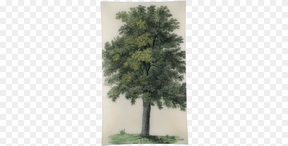 Oak Tree Tote Bag, Plant, Tree Trunk, Art, Painting Free Png Download