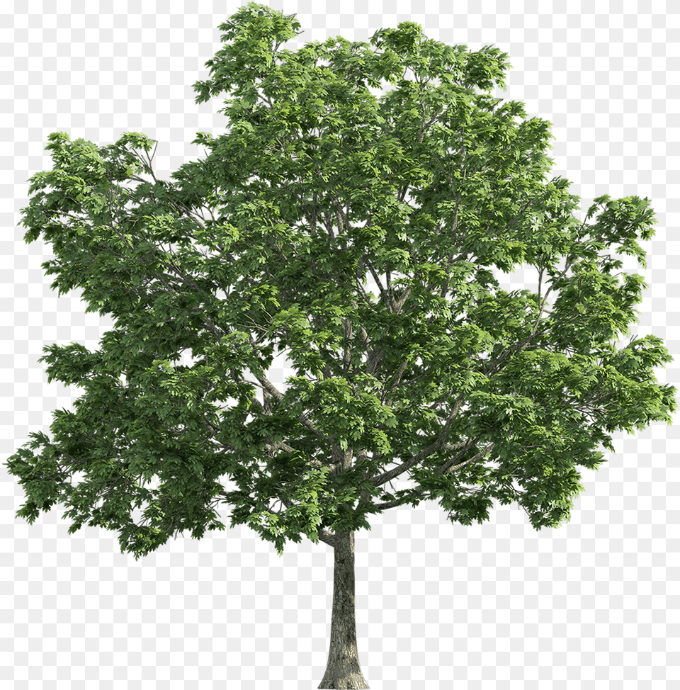 Oak Tree Transparent Background, Plant, Sycamore, Maple, Tree Trunk Png