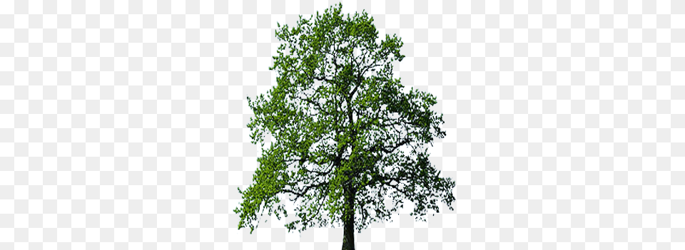 Oak Tree Transparent Background Oak Tree No Background, Plant, Sycamore, Tree Trunk Png Image