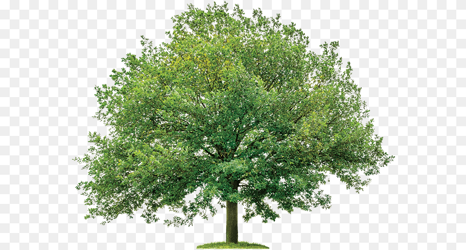 Oak Tree Transparent Background Tree In Plan, Maple, Plant, Sycamore, Vegetation Png