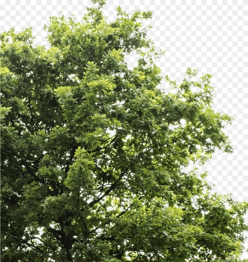 Oak Tree Tree Background, Plant, Sycamore, Vegetation, Maple Png Image