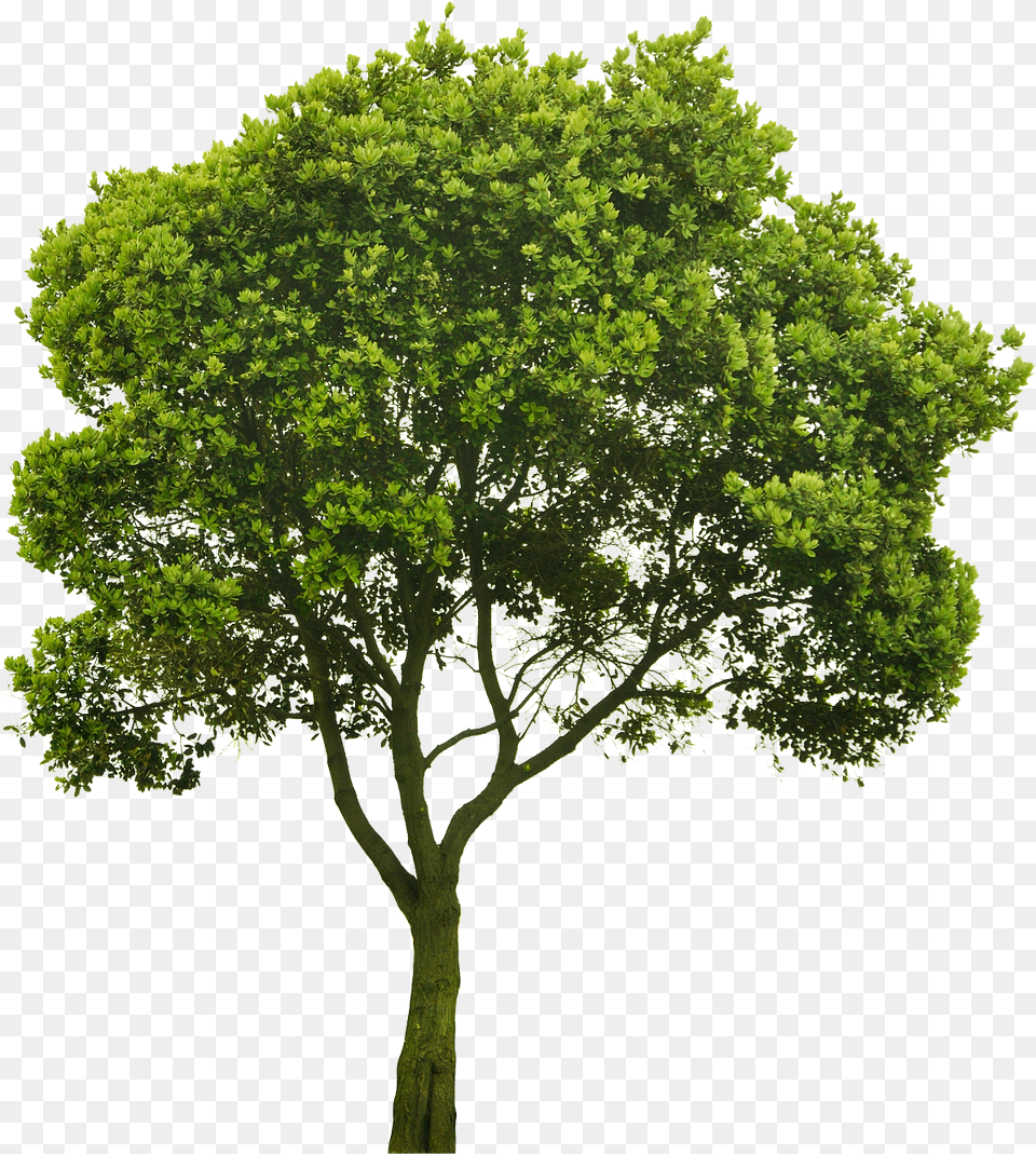 Oak Tree Tree Hd Architecture Transparent Transparent Elm Tree, Plant, Sycamore, Tree Trunk, Maple Free Png Download
