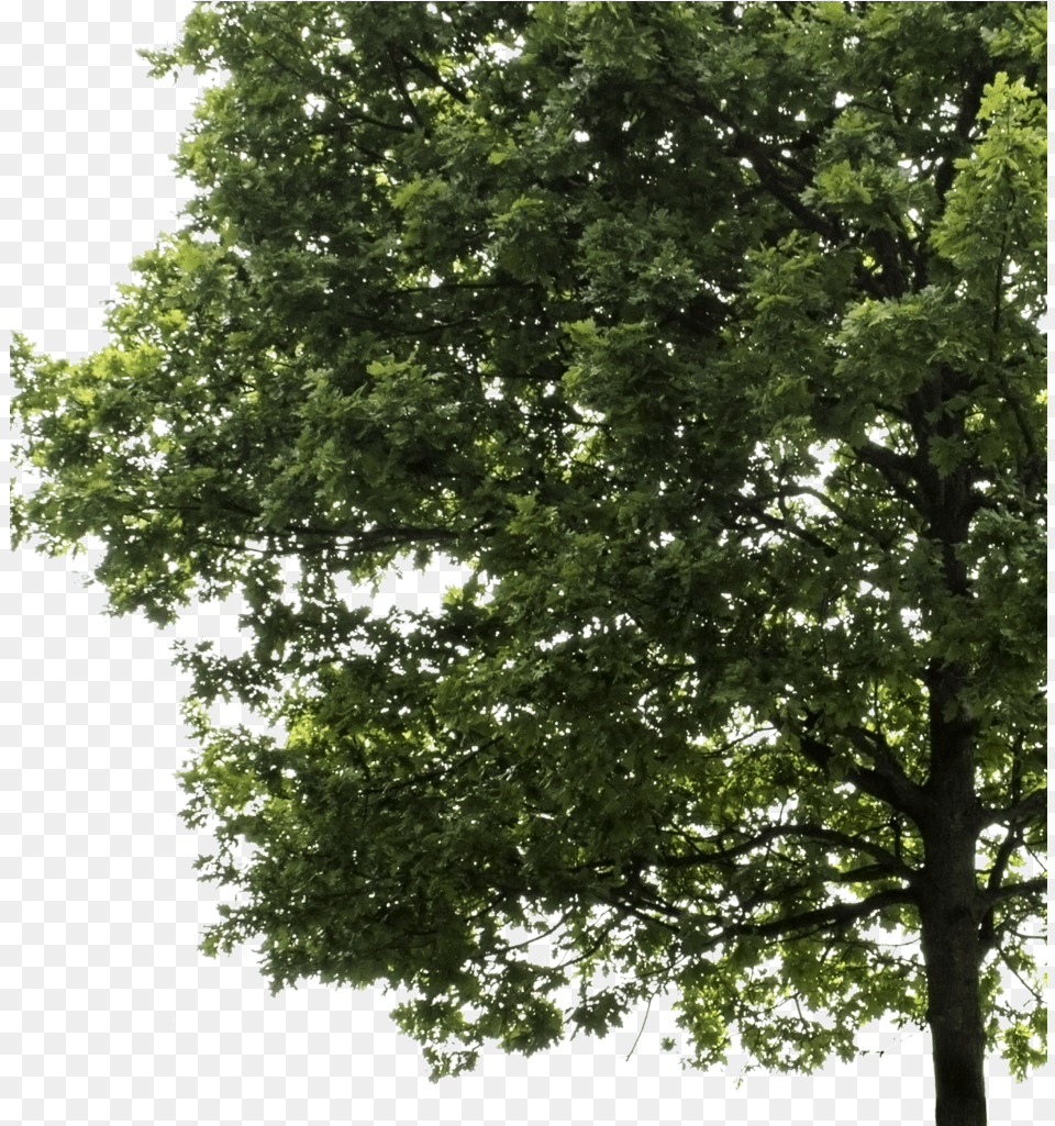 Oak Tree With No Background Oak Trees Cut Out, Plant, Sycamore, Tree Trunk, Leaf Png Image