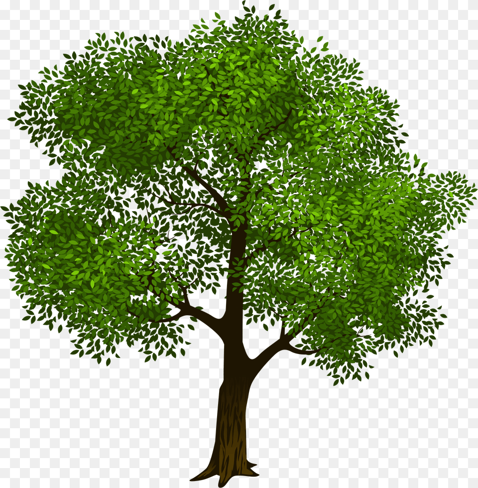 Oak Trees Clip Art Tree Background Free Png Download