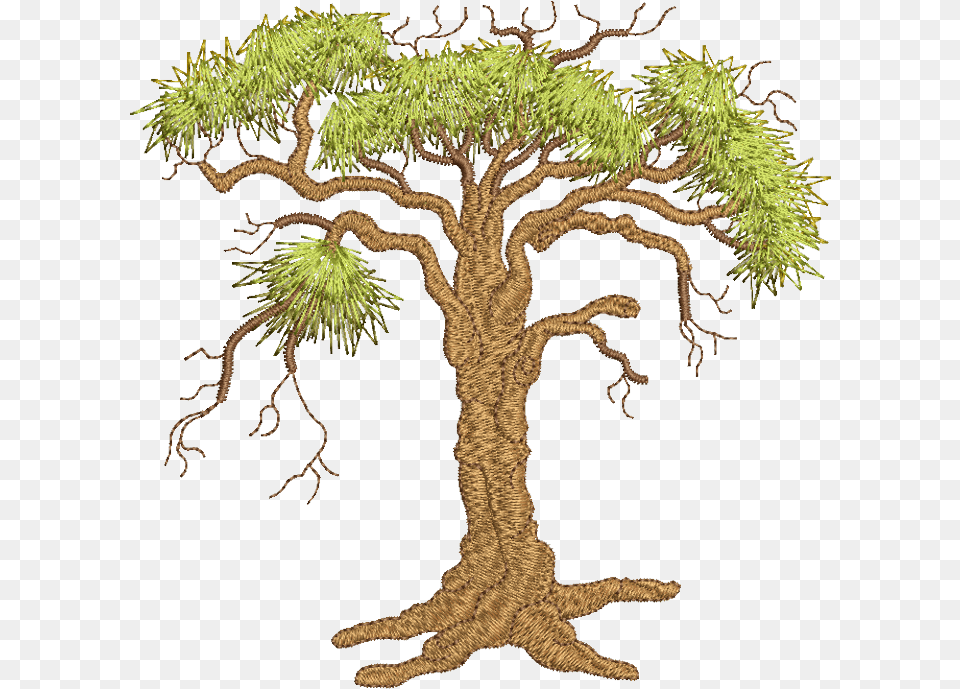 Oak Trees Oak Tree Download Original Size Oak, Plant, Potted Plant, Conifer, Tree Trunk Png Image