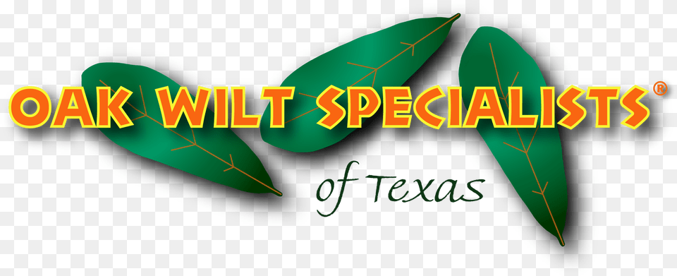 Oak Wilt Specialists Of Texas Log Graphic Design, Leaf, Plant Free Transparent Png