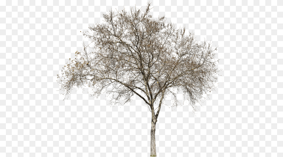 Oak Winter, Plant, Tree, Tree Trunk, Maple Png