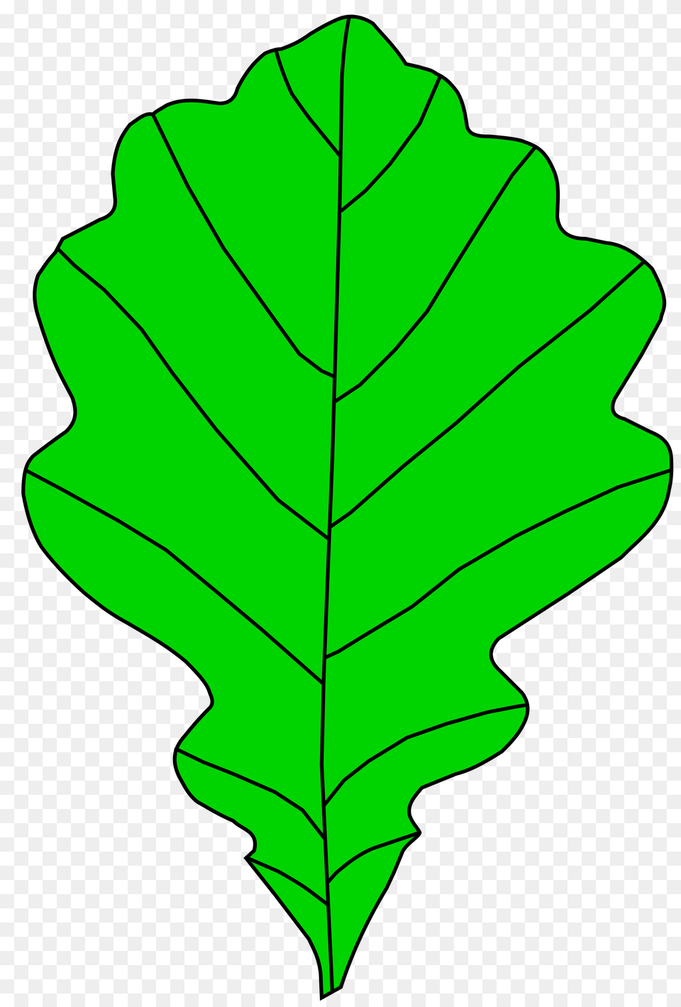 Oakleaf Element, Leaf, Plant, Tree, Person Png Image