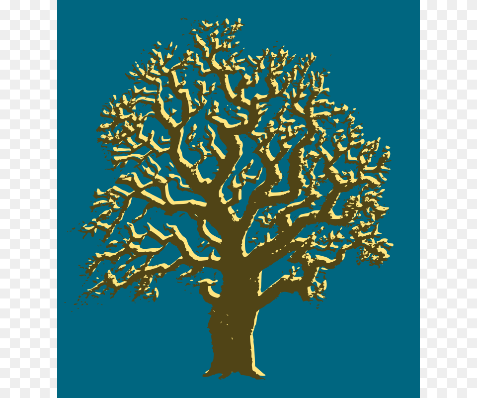 Oaktree, Plant, Tree, Sycamore, Oak Free Png Download