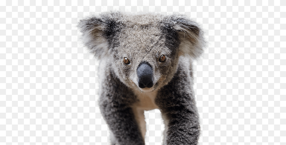 Oakvale Wildlife Koala, Animal, Bear, Mammal Png