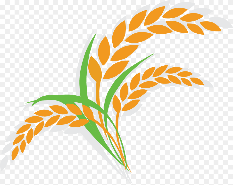 Oatmeal Clipart Breakfast Item Rice Plant Clipart, Food, Grain, Produce, Wheat Png Image
