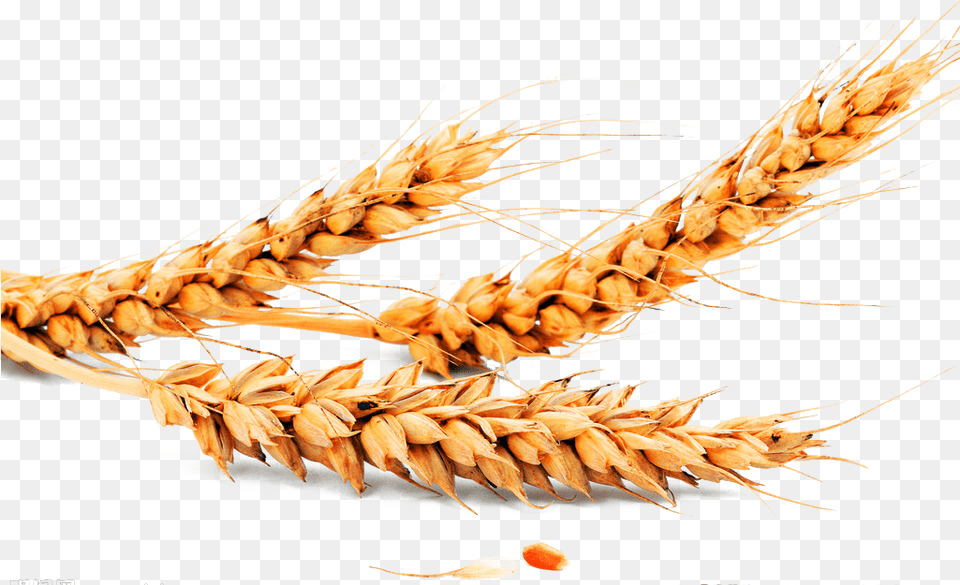Oats Oats, Food, Grain, Produce, Wheat Free Png