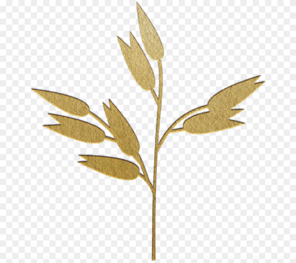 Oats Sweet Birch, Grass, Plant, Leaf, Herbs Free Png