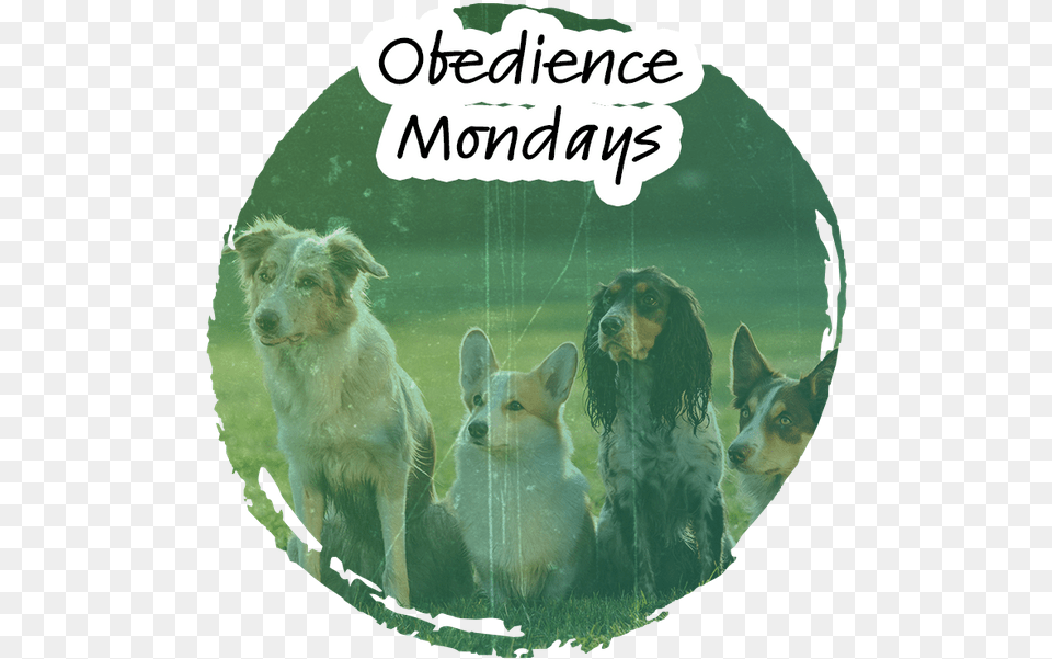 Obedience Dogs Training, Animal, Canine, Dog, Mammal Free Png
