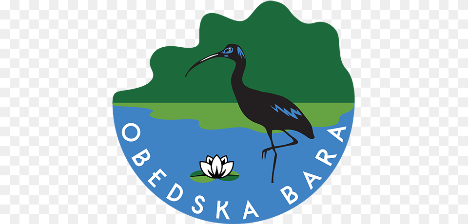 Obedska Swamp Vojvodinasume, Animal, Beak, Bird, Crane Bird Free Png Download