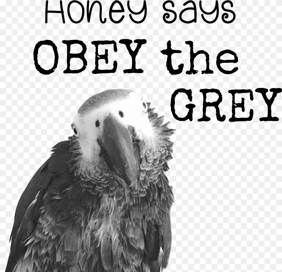Obey The Grey Mug Pool Noodle Bed Rail, Animal, Beak, Bird, Parrot Png Image