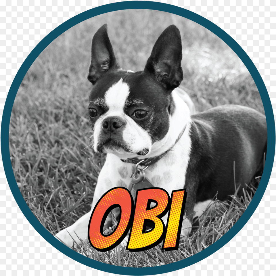 Obi 01 Boston Terrier, Animal, Canine, Dog, Mammal Png