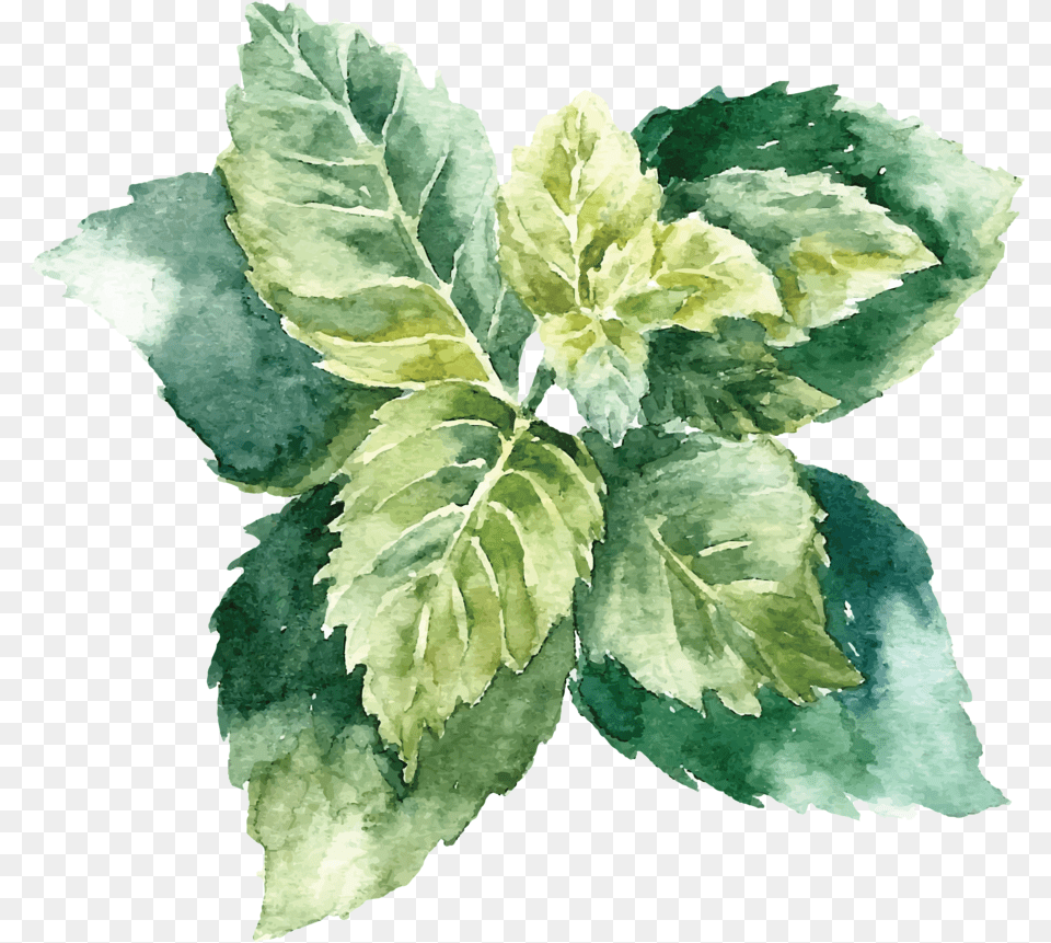 Object Drawing With Watercolor Watercolor Mint Leaves Vector, Herbal, Herbs, Leaf, Plant Free Png