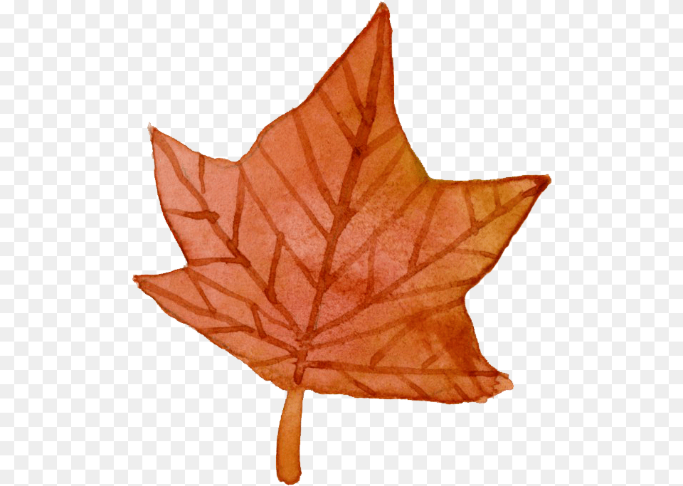 Objects With Irregular Shapes, Leaf, Plant, Tree, Maple Leaf Free Png Download