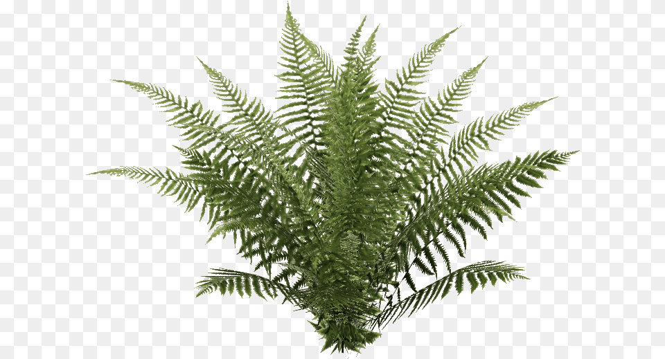 Oblivion Fern Ostrich Fern, Plant Png