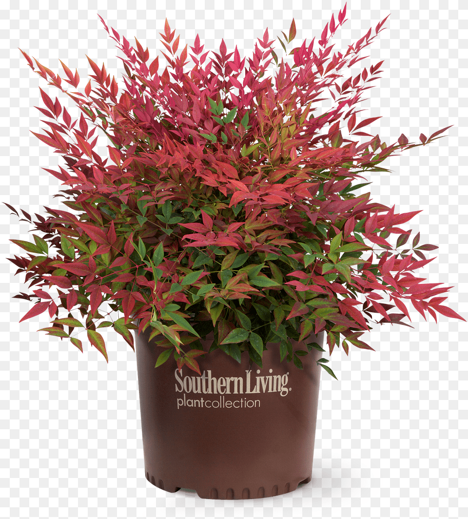 Obsession Nandina Obsession Nandina, Plant, Tree, Potted Plant, Leaf Free Png