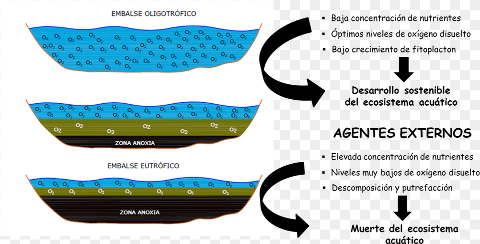 Obstruccion De Oxigeno En El Agua, Text Png