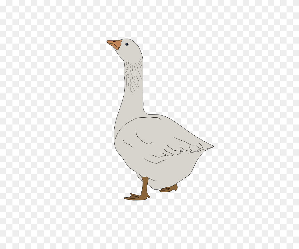 Oca De Pie, Animal, Bird, Goose, Waterfowl Free Png