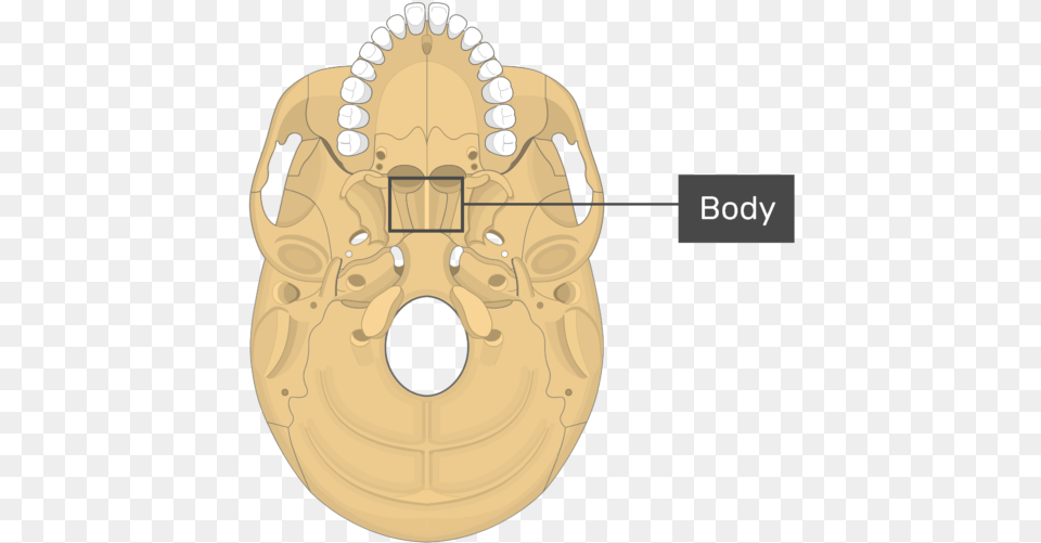 Occipital Bone Condylar Canal, Ct Scan Png