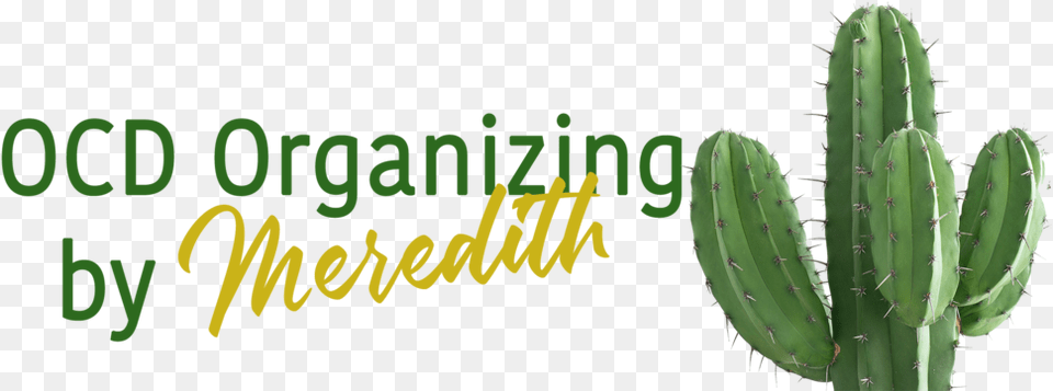 Ocd Organizing By Meredith Nopal, Cactus, Plant Png