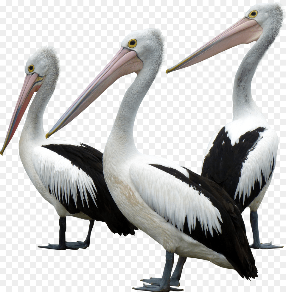 Ocean Birds Background Ocean Bird, Animal, Waterfowl, Pelican Png Image
