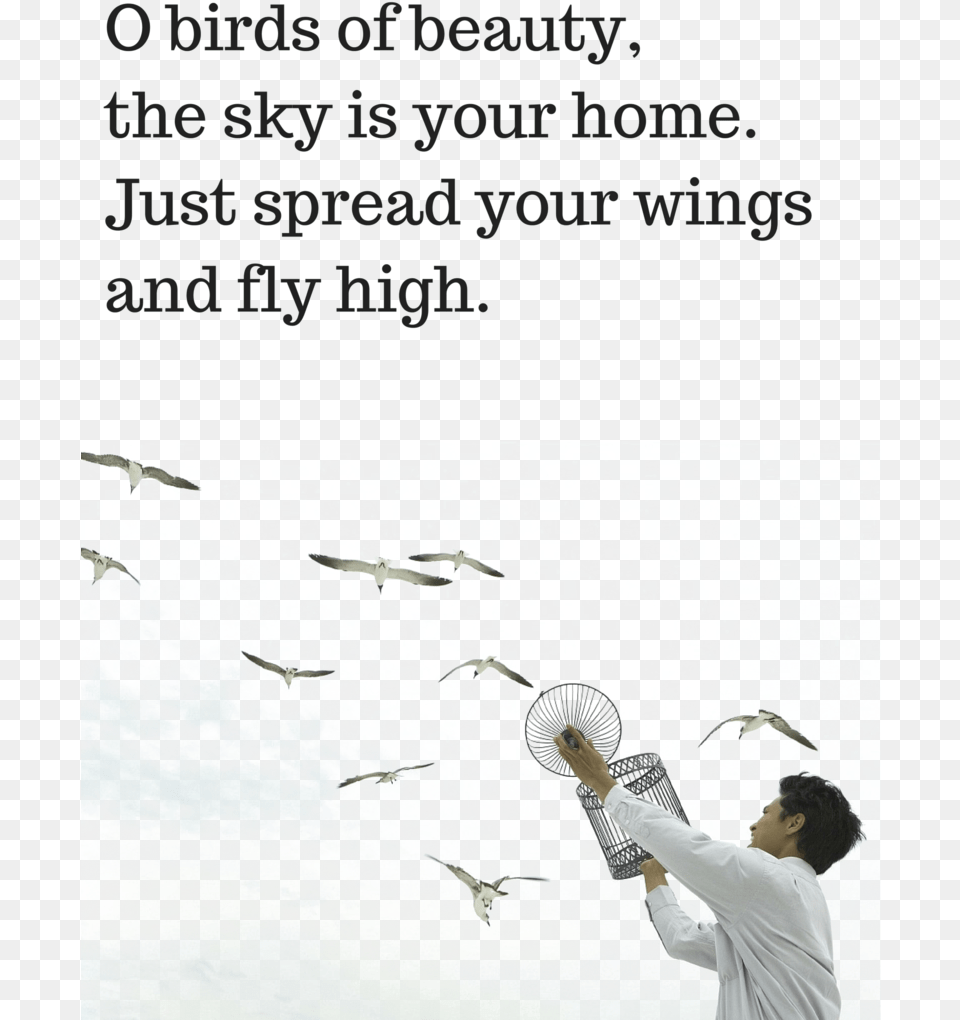 Ocean Birds Images Quotes On Beauty Of Birds, Animal, Bird, Flying, Adult Png