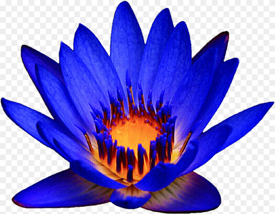Ocean Blue Waterlily By Jeanicebartzen27 Ocean Blue Blue Water Lily, Flower, Plant, Pond Lily Png Image