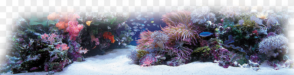Ocean Bottom, Animal, Sea Life, Sea, Reef Free Png Download