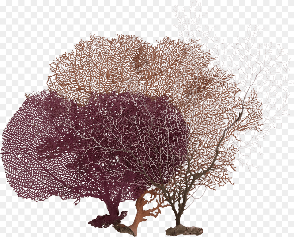 Ocean Coral Clipart Tree Free Png Download