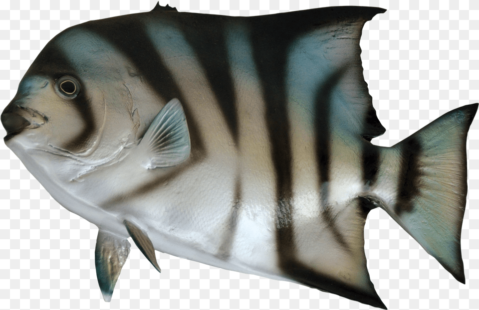 Ocean Fish Clipart Black And White Aquarium Fish, Angelfish, Animal, Sea Life, Shark Free Png Download