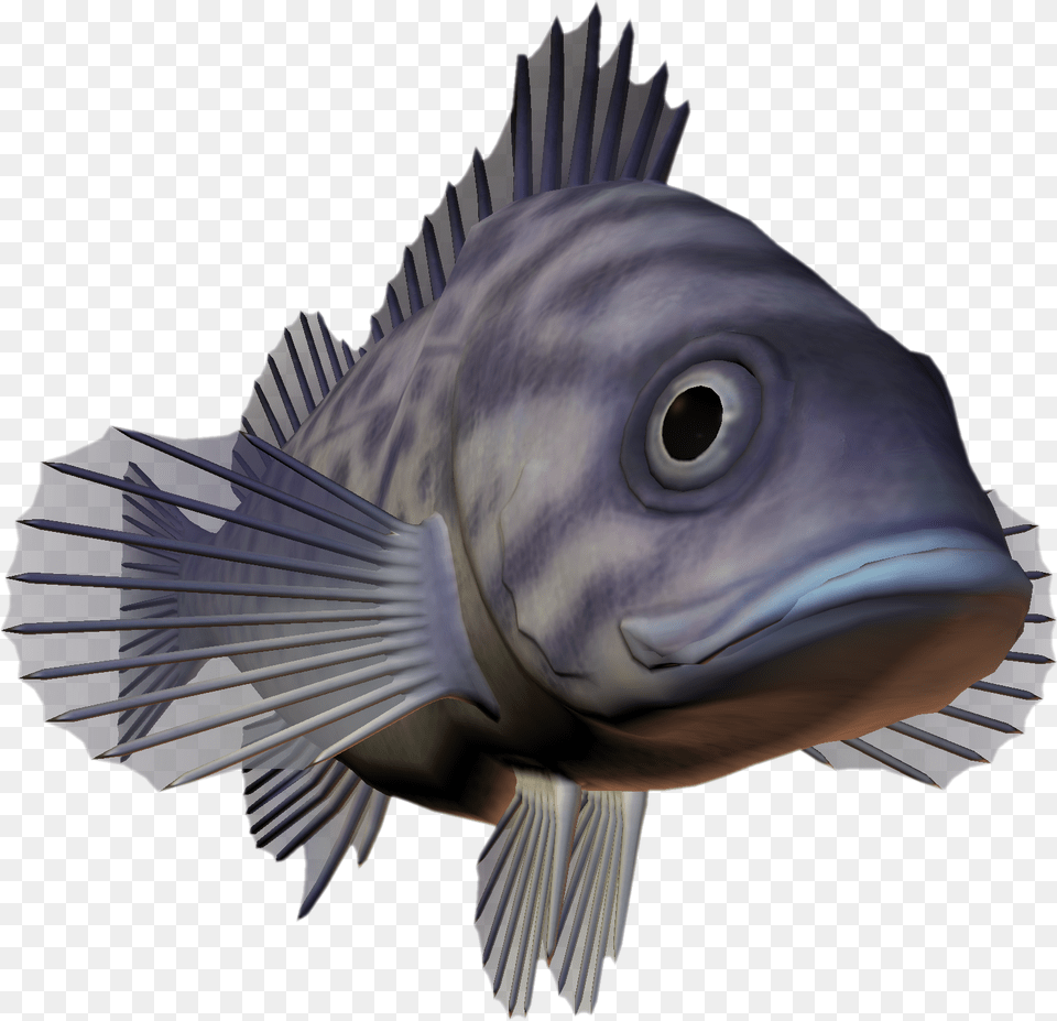 Ocean Fish Download Deep Sea Creatures, Animal, Sea Life, Person, Cod Free Png