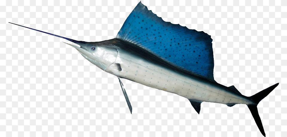 Ocean Fish Hd Fish With Large Dorsal Fins, Animal, Sea Life, Swordfish, Shark Png