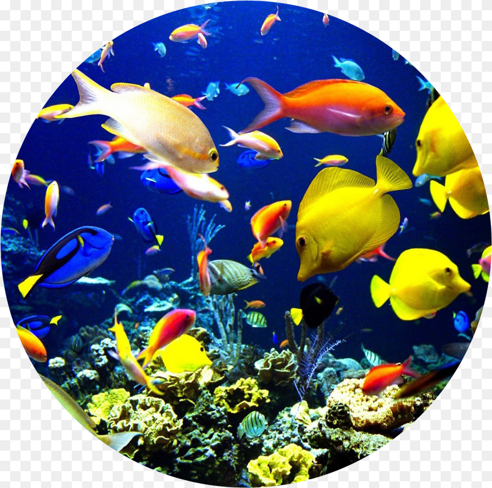 Ocean Fish Swimming Edible Icing Image For 6 Inch Round Cake Tropical Schools Of Fish, Animal, Sea Life, Water, Aquatic Free Png