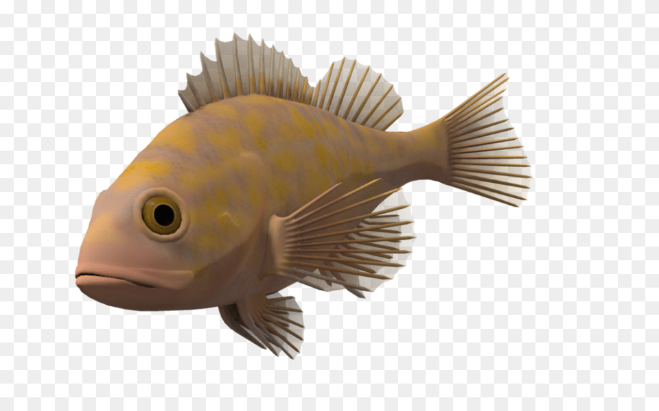 Ocean Fish Transparent Background Portable Network Graphics, Animal, Sea Life, Perch Free Png