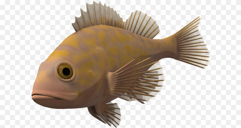 Ocean Fish Transparent Background Transparent Background Transparent Fish, Animal, Sea Life, Perch Png