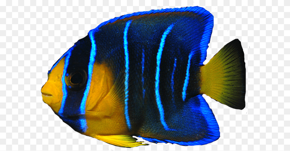 Ocean Fish Transparent Clipart Angelfish, Animal, Sea Life Png