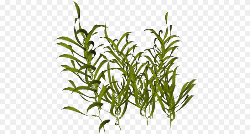 Ocean Plants Without Background, Grass, Green, Plant, Vegetation Free Png Download