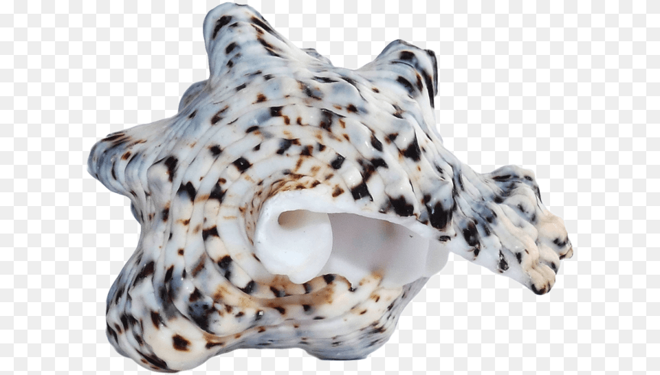 Ocean Sea Shell Shell, Animal, Invertebrate, Sea Life, Seashell Png